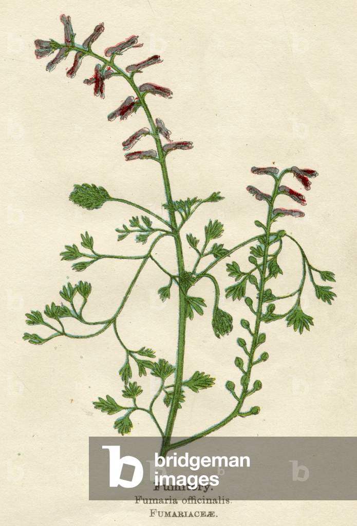 FUMARIA OFFICINALIS