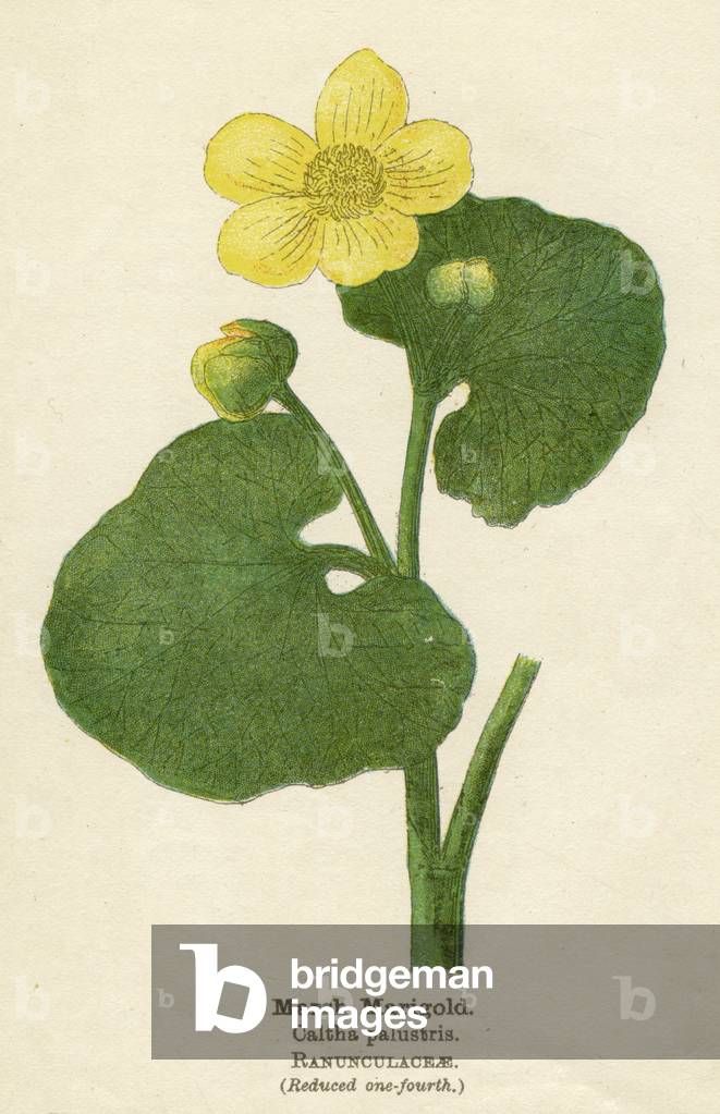 PLANTES/CALTHA PALUSTRIS