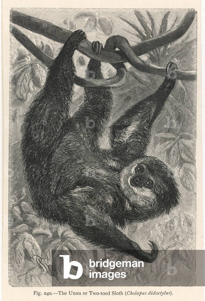 Bild von Gravur "ZWEIZEHIGES FAULTIER" 1893