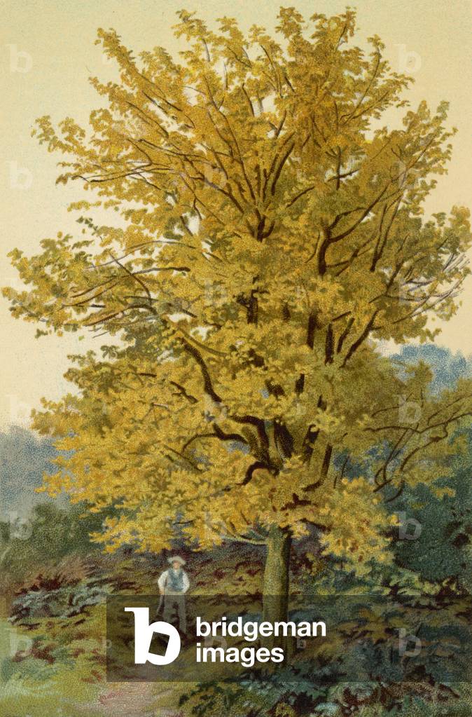 MAPLE TREE