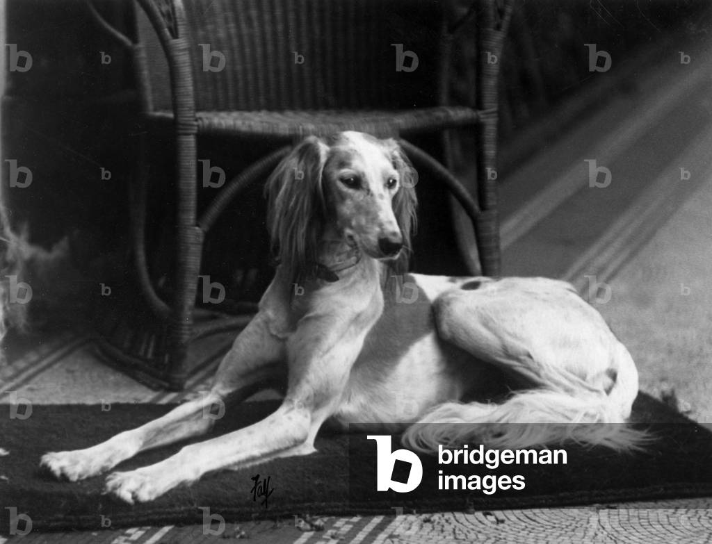 AUTUNNO/SALUKI/1933