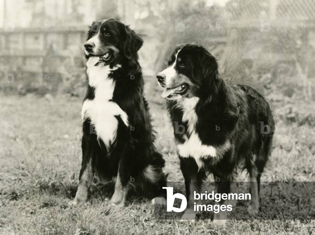 Image of Photography depicting FALL/BERNESE MOUNTAIN/73 1973 by Thomas Fall