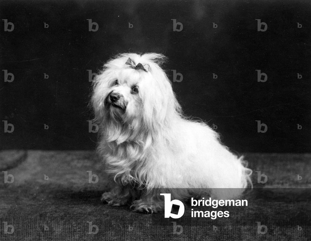 AUTUNNO/MALTESE TERRIER/37