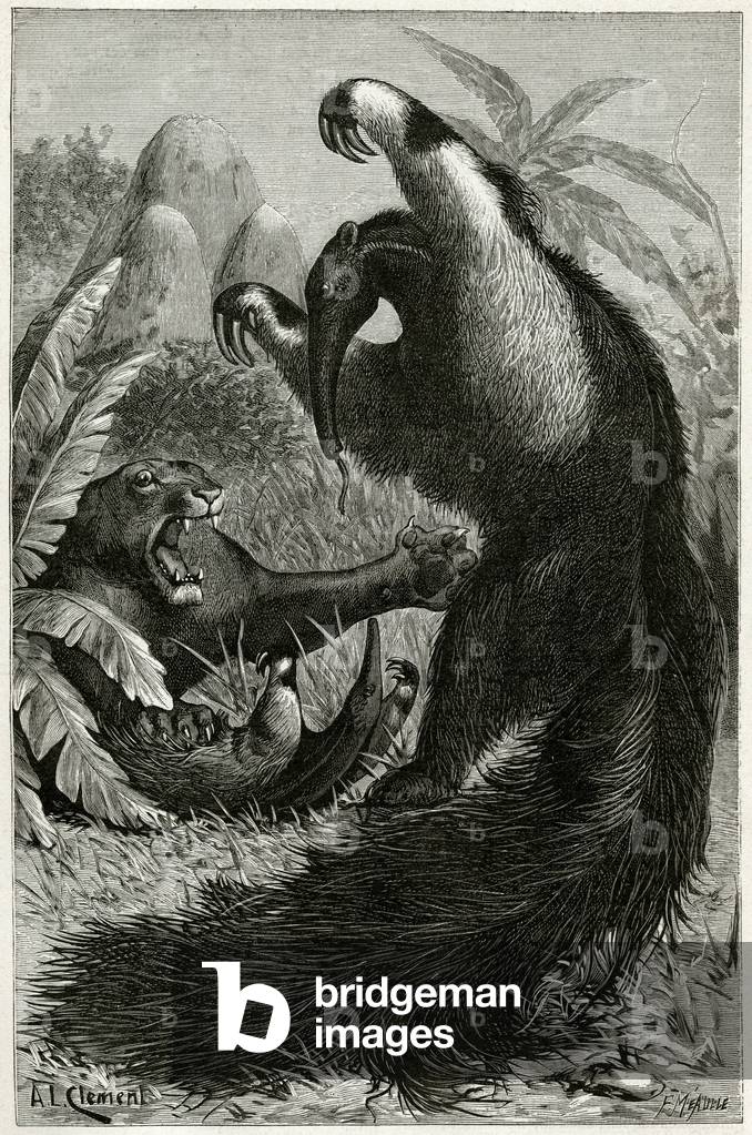 Ant-eater