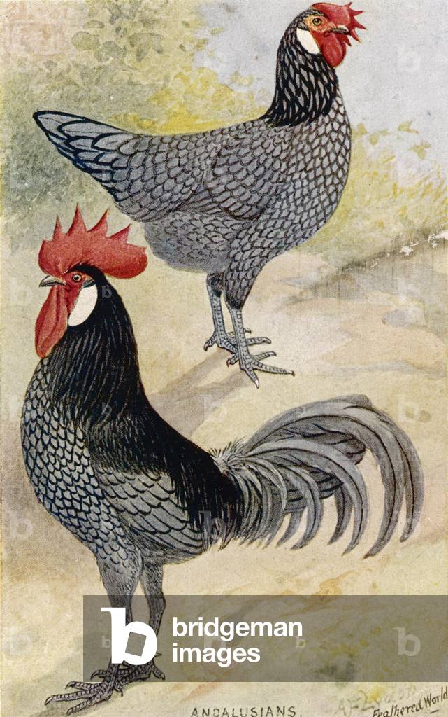 Immagine di Stampa "POLLAME ANDALUSO" 1912 di Alexander Francis Lydon