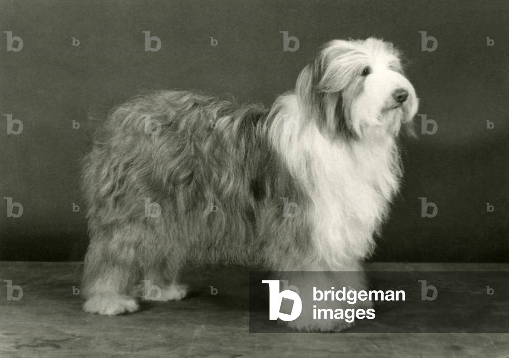 BEARDED COLLIE/HONEYBUN