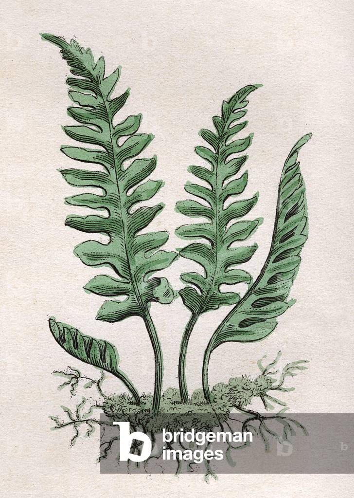 POLYPODIUM VULGAIRE