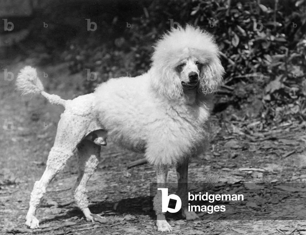 Image of Photography depicting FALL/STANDARD POODLE/33 1933 by Thomas Fall