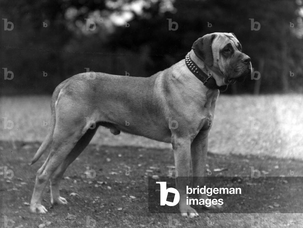 Image of Photography depicting FALL/MASTIFF/1927 1927 by Thomas Fall