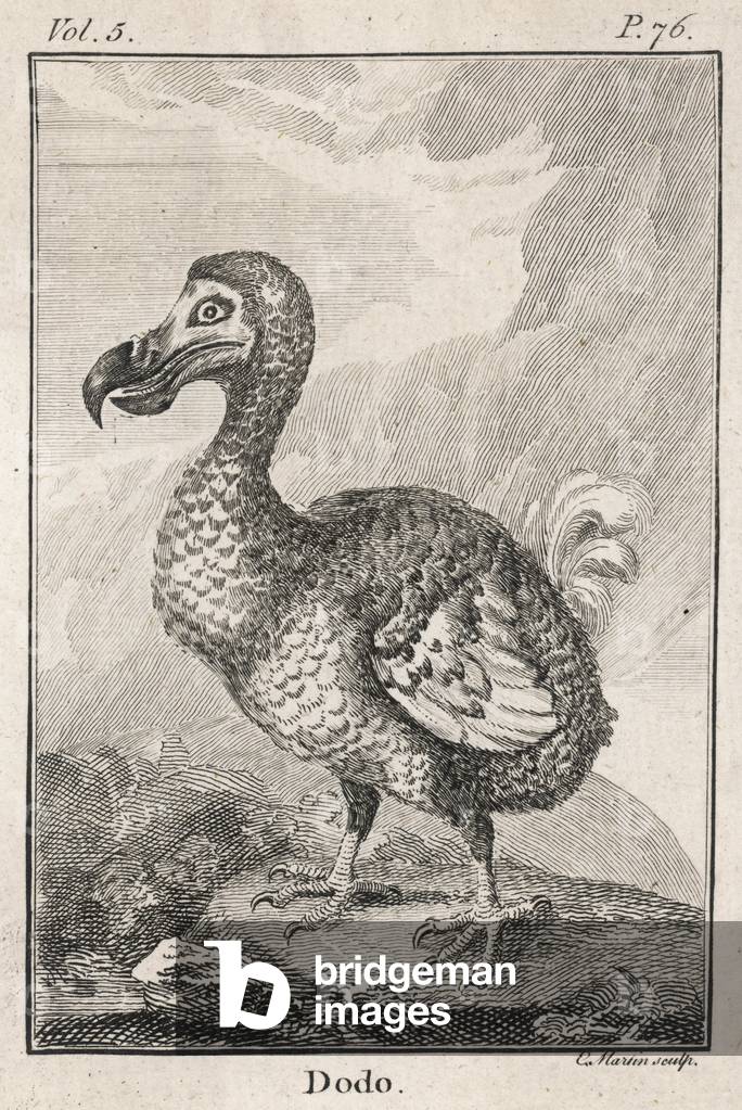 Dodo