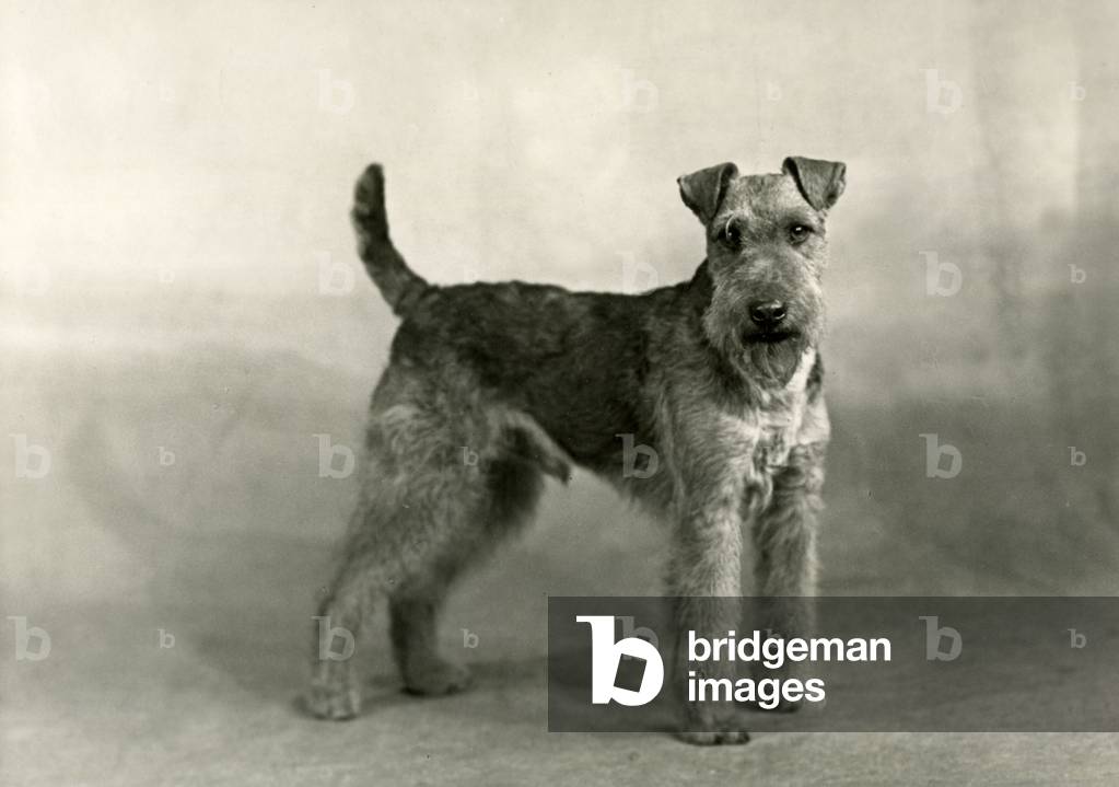 FALL/WELSH TERRIER/1949
