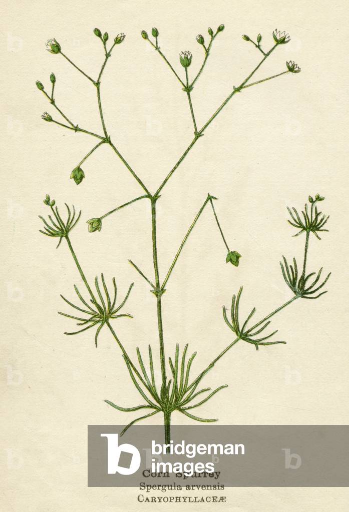PIANTE/SPERGULA ARVENSIS