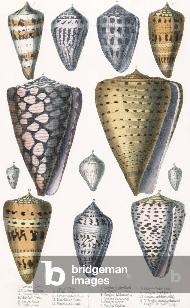 Image of Print depicting VARIOUS SHELLS (CONES) 1801