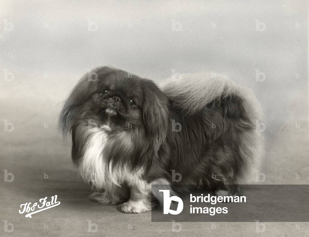 AUTUNNO/PEKINGESE/1939