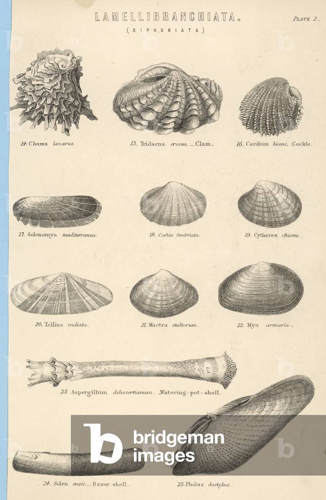 Image de Gravure représentant COQUILLAGES 1850