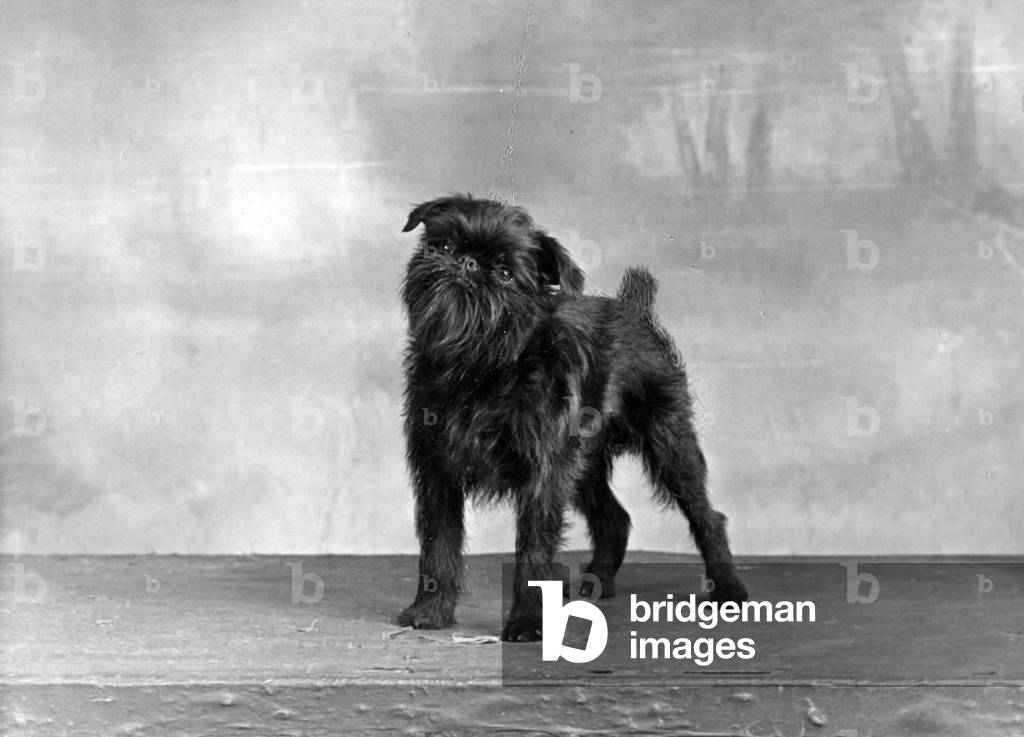 Image de Photographie représentant AUTOMNE/GRIFFON/1949 1949 par Thomas Fall