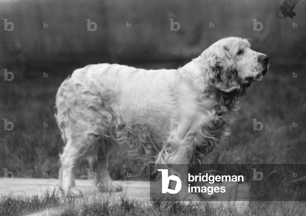 Image of Photography depicting FALL/CLUMBER SPANIELS/27 1927 by Thomas Fall