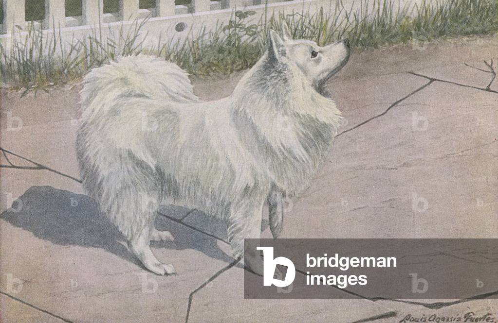 Spitz