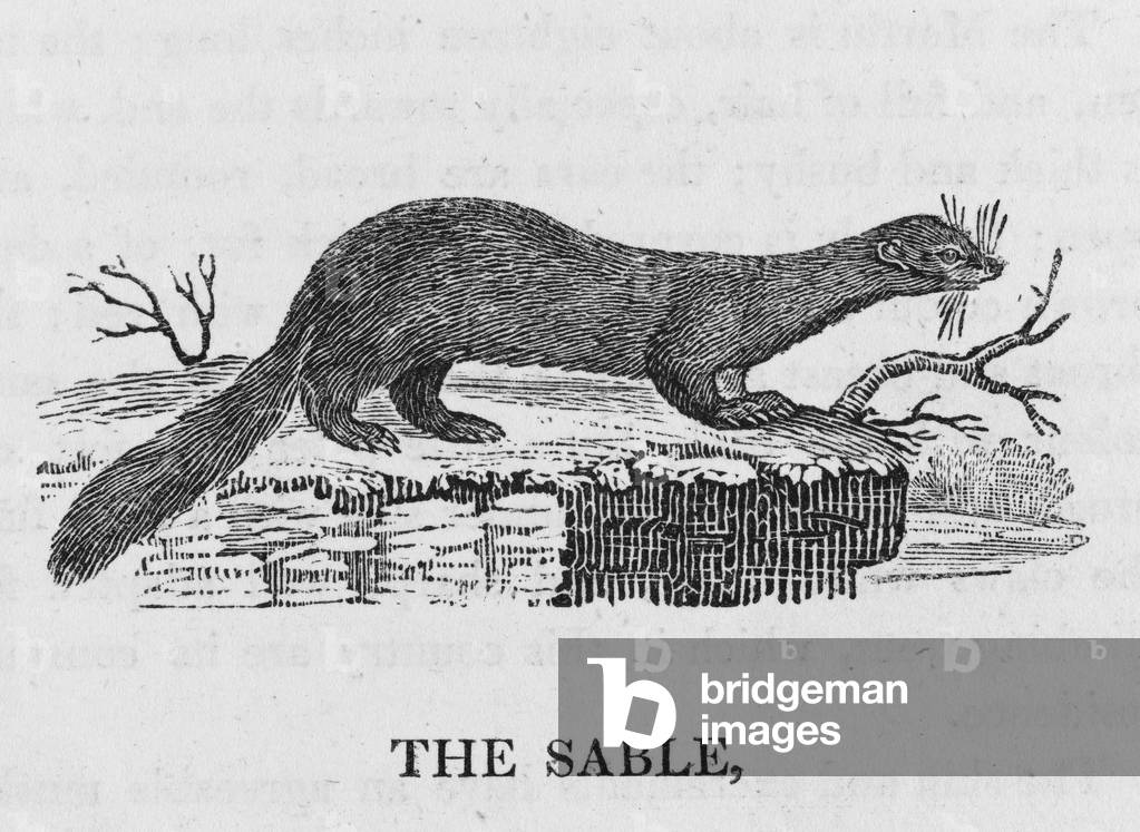 Bild von Gravur "BEWICK/ZOBEL" 1790