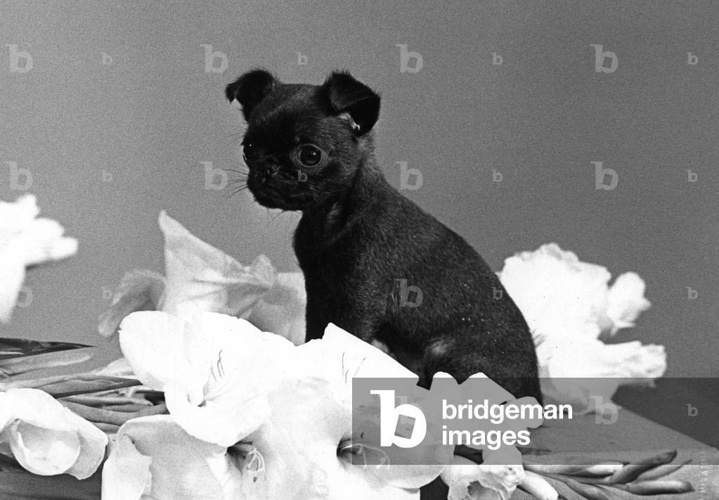 Image of Photography depicting TINY PUPPY HAS CUTE FACE 1954 by Thomas Fall