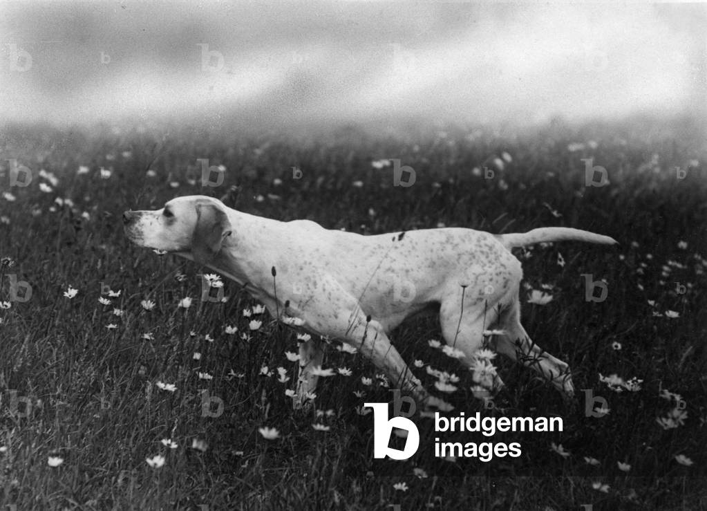 Fall/Pointer/Ginger of Rishangles