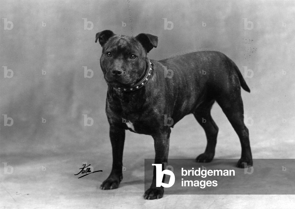 HERBST/MITARBEITER. BULLTERRIER