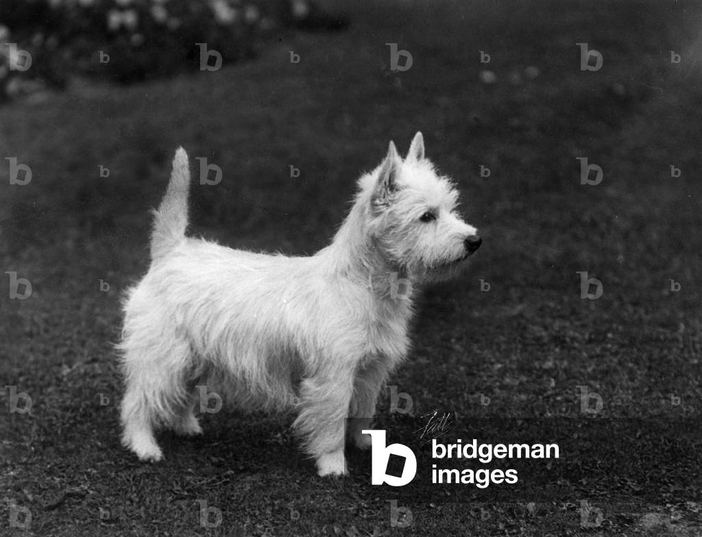 Image of Photography depicting FALL/WESTIE/1933 1933 by Thomas Fall