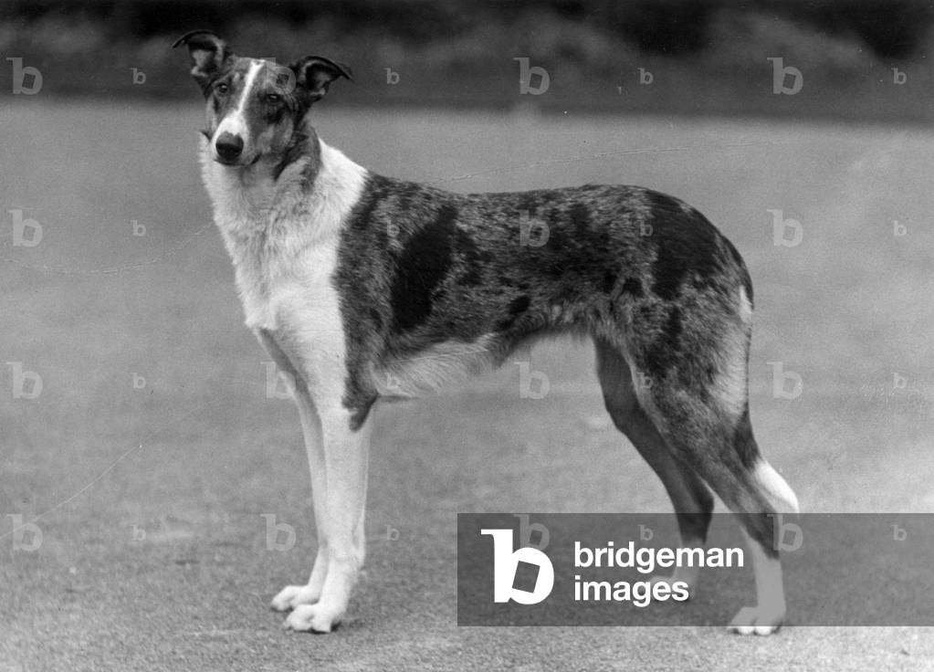 AUTOMNE/SMOOTH COLLIE/1936