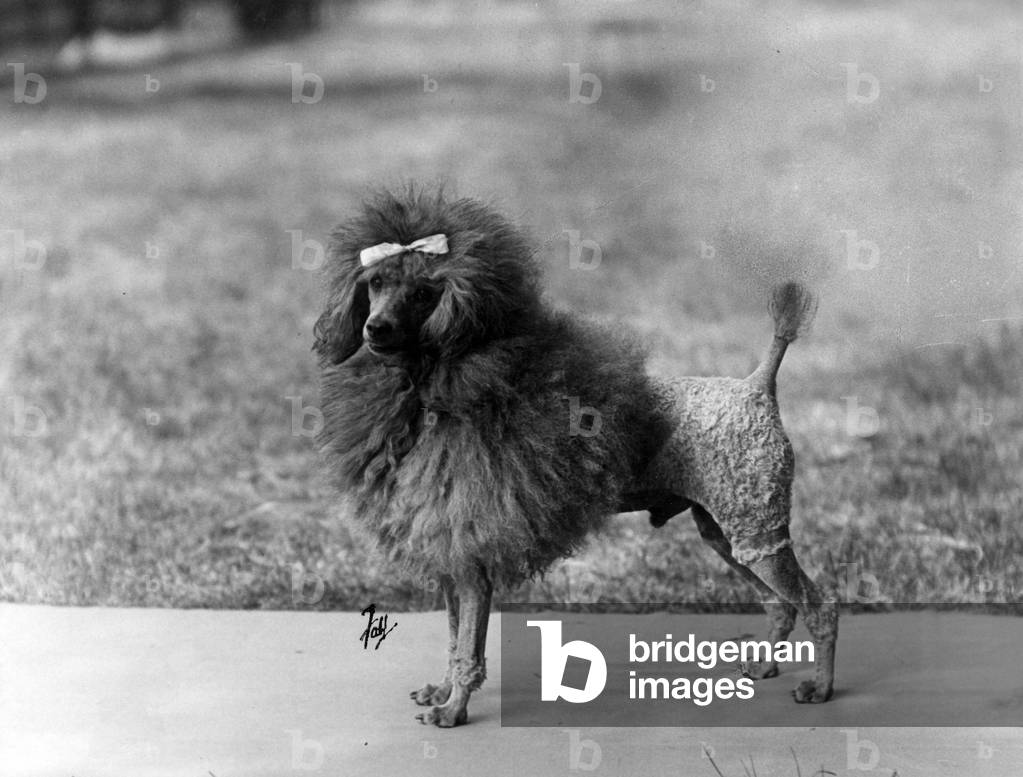 Image of Photography depicting FALL/MINI POODLE/VAUGHN 1934 by Thomas Fall