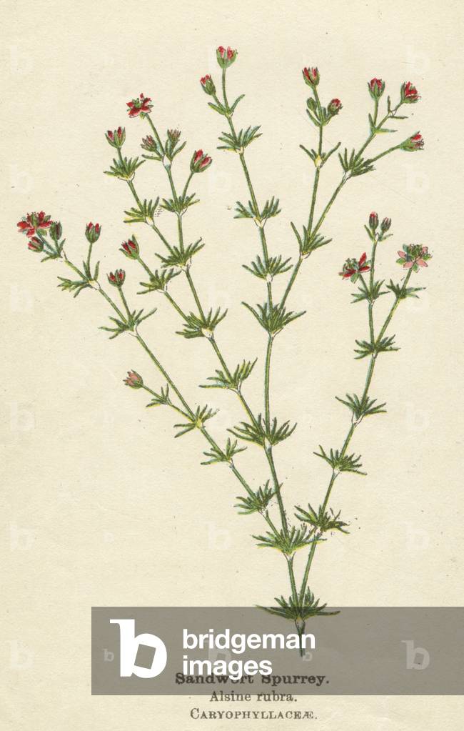 PIANTE/ALSINE RUBRA