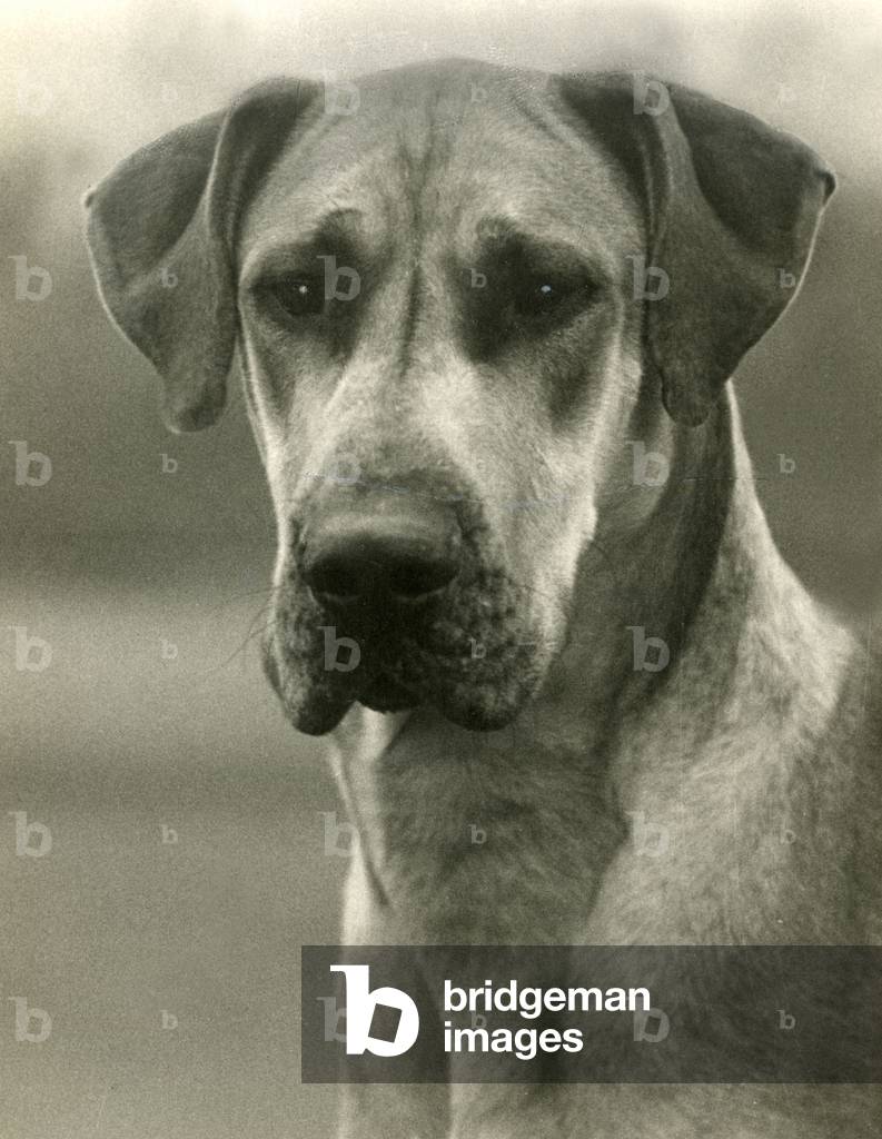 Image of Photography depicting FALL/GREAT DANE/1938 1938 by Thomas Fall