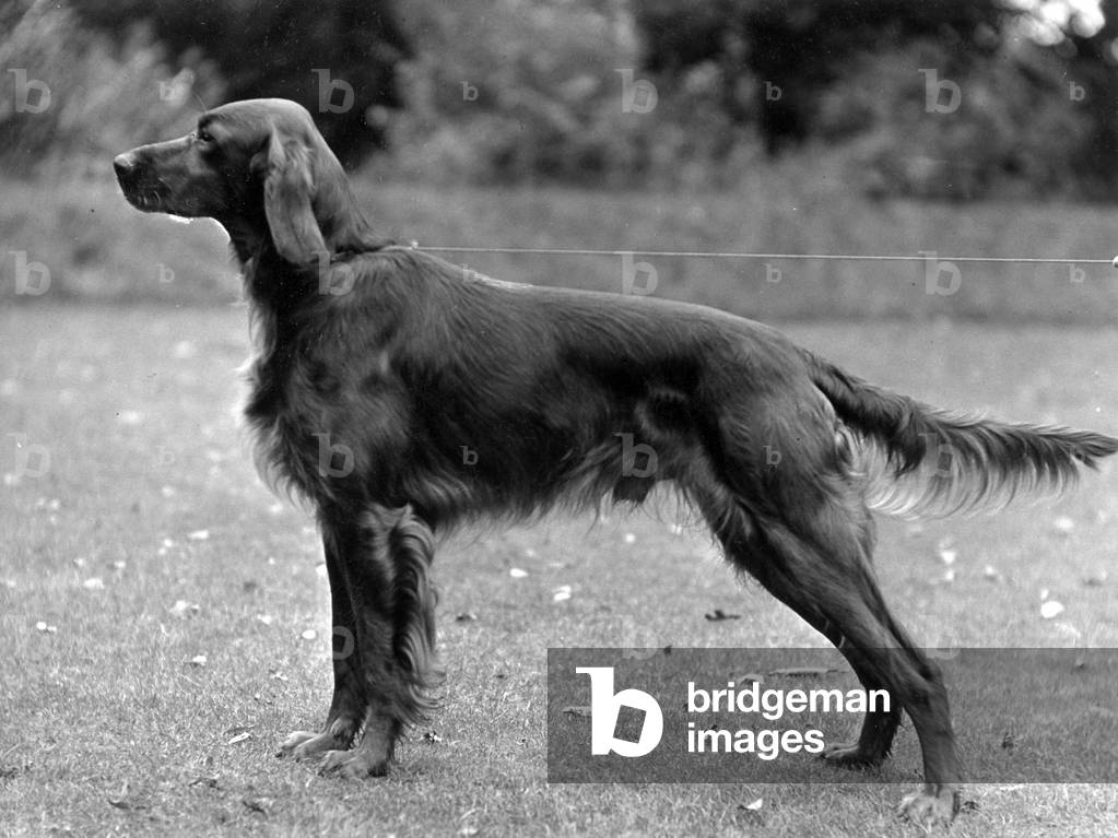 Bild von Fotografie "HERBST/IRISCHER SETTER/1936" 1936 von Thomas Fall