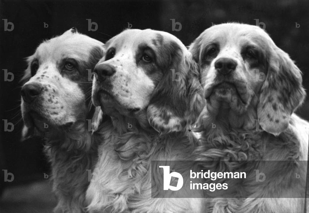 Bild von Fotografie "Clumber Spaniels" 1935 von Thomas Fall