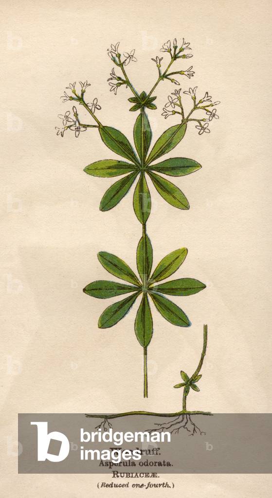PIANTE/ASPERULA ODORATA