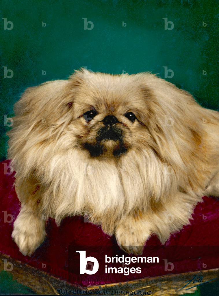 Image of Photography depicting FALL/PEKINGESE/TUL-CHING by Thomas Fall
