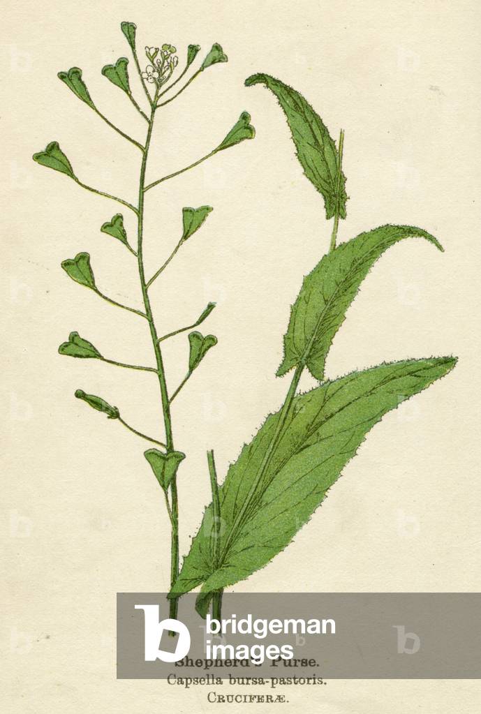 Image of Print depicting CAPSELLA BURSA-PASTORIS 1901 by Mabel Emily Step