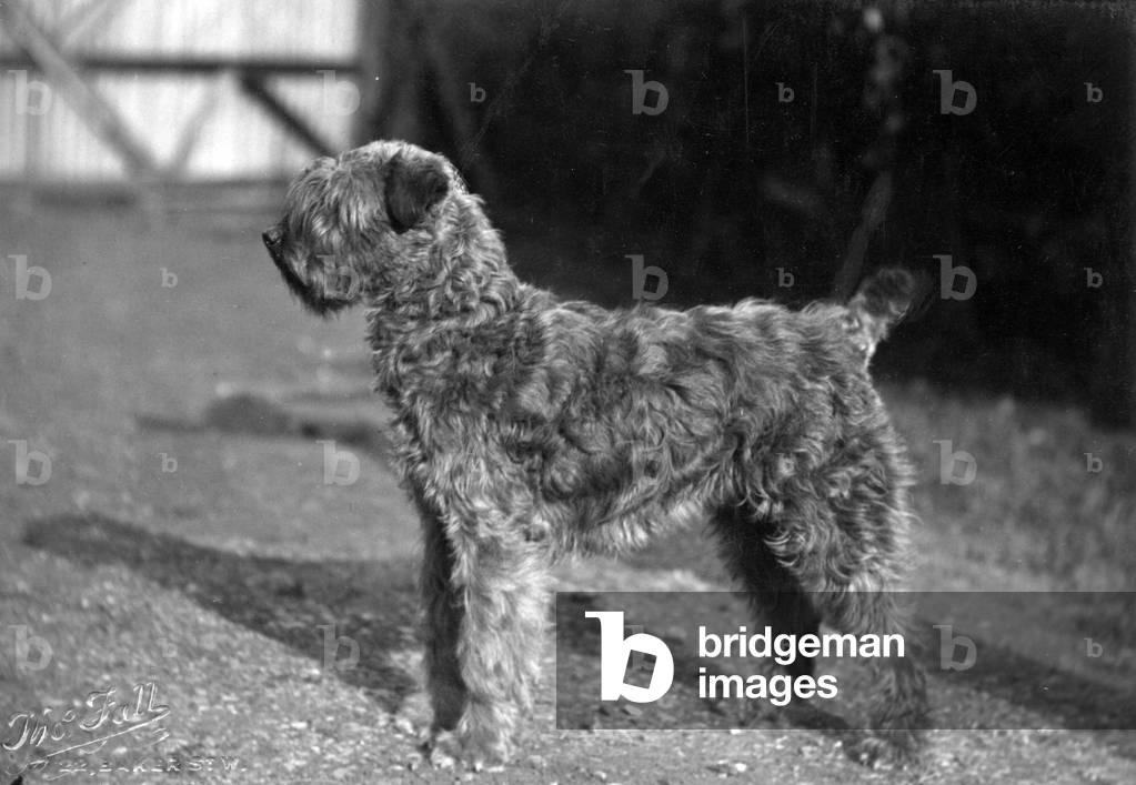FALL/KERRY BLUE TERRIER