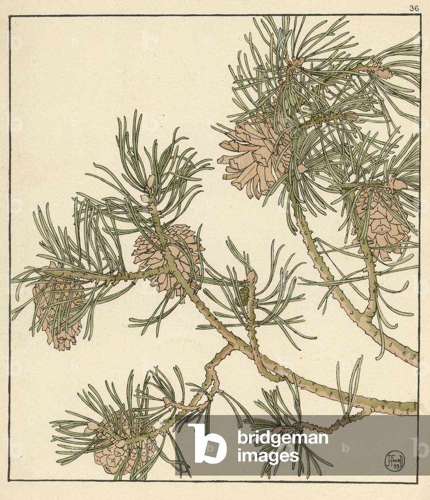 Immagine di Stampa "Pigna" 1899