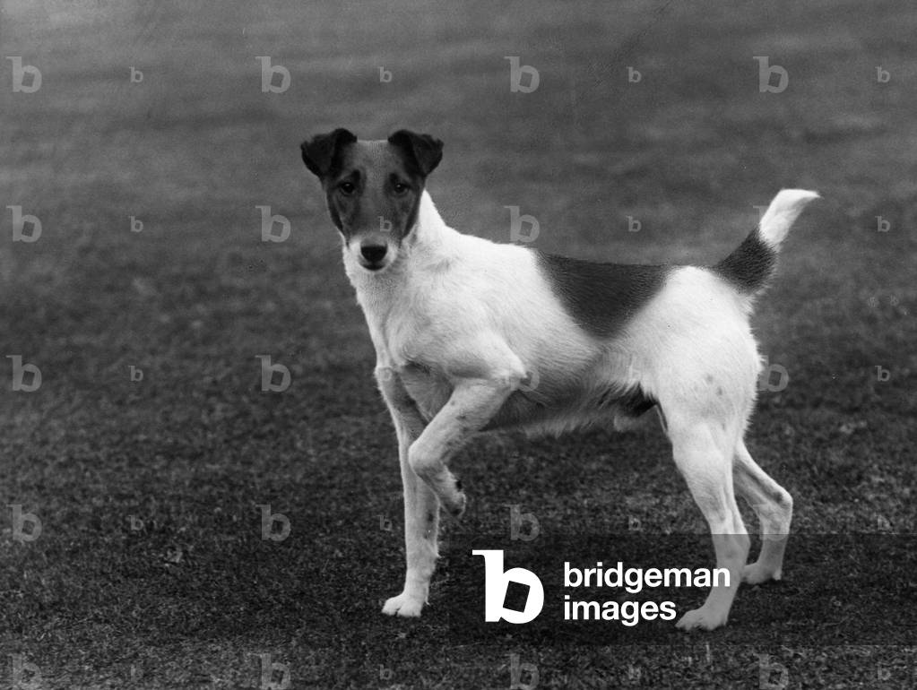 FOX TERRIER AUTOMNE/SMOOTH