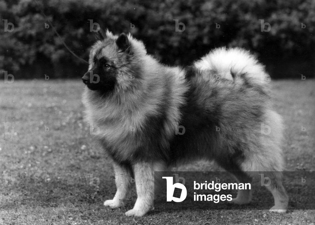FALL/KEESHOND/1964