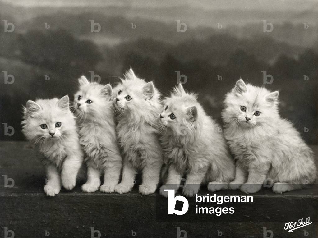 HERBST/CHINCHILLA-KÄTZCHEN