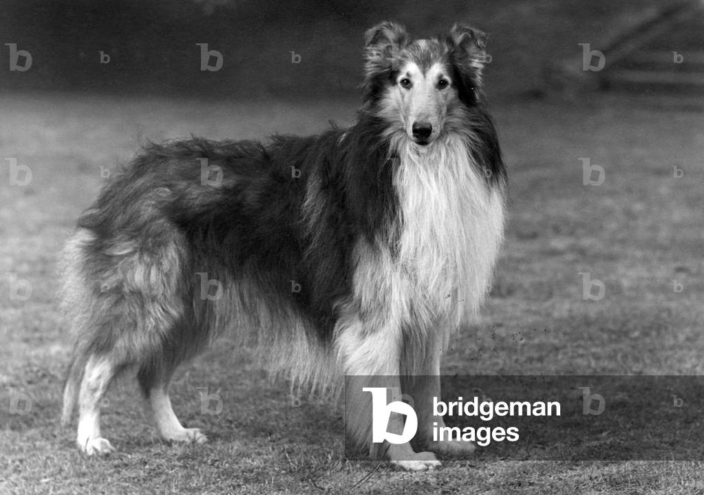 AUTOMNE/BRUT COLLIE/1951