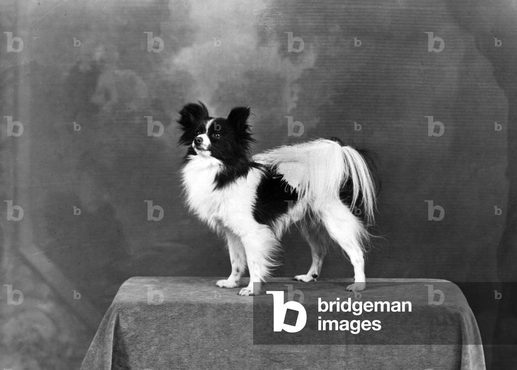 HERBST/PAPILLON/1949