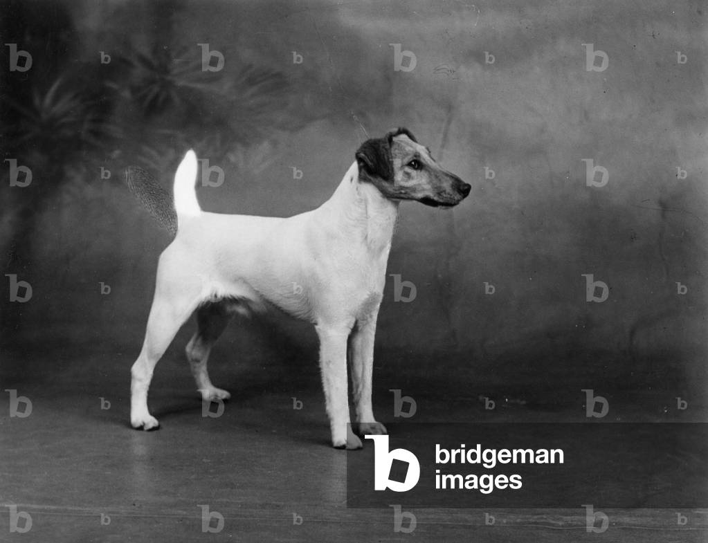 Image of Photography depicting FALL/FOX TERRIER/1940 1940 by Thomas Fall