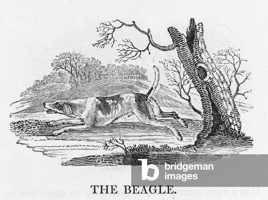 BEAGLE (BEWICK)