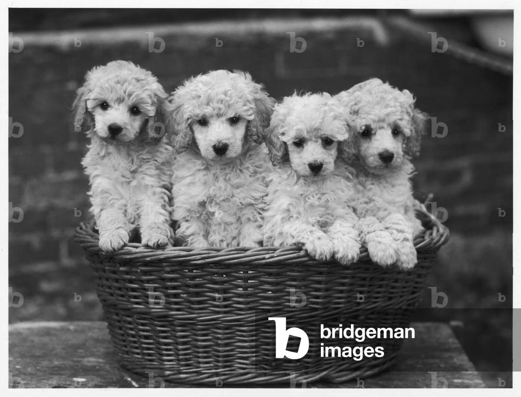CUCCIOLI DI BARBONCINO
