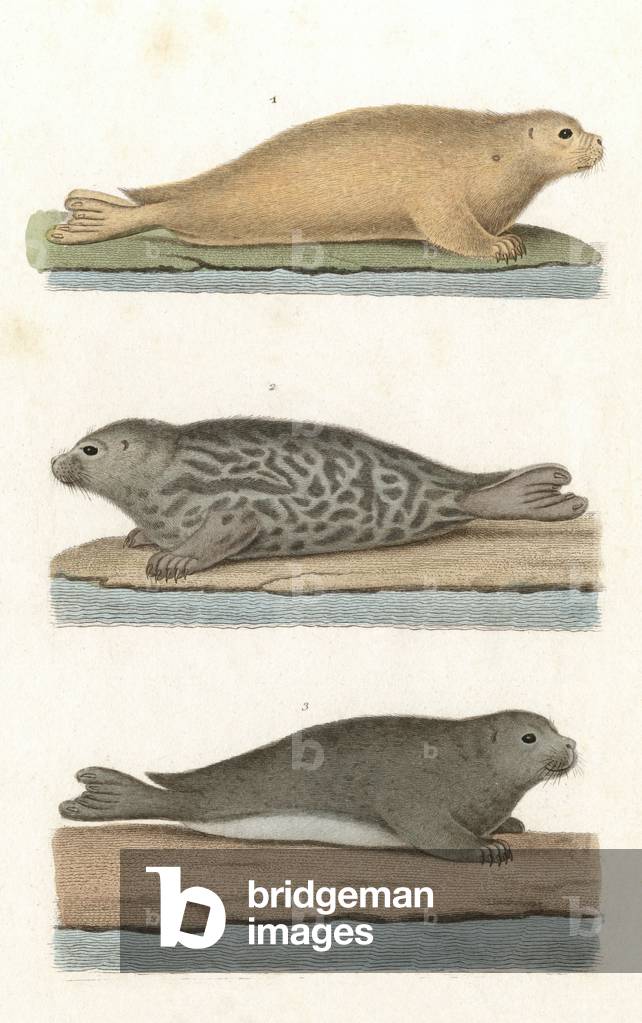 Immagine di Incisione "SIGILLO COMUNE" 1840