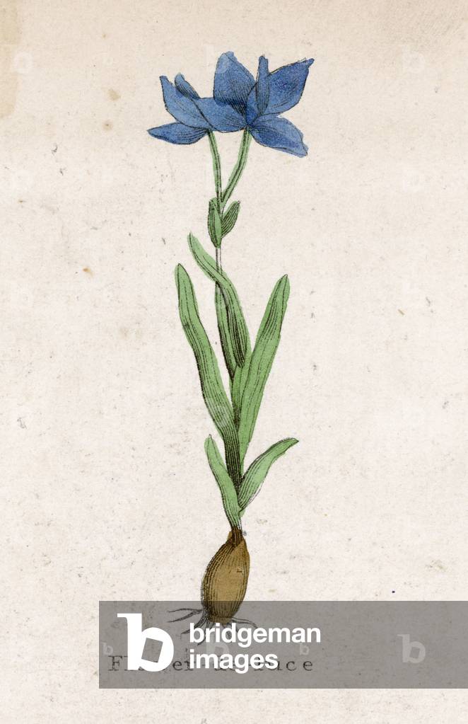 Image de Estampe représentant PLANTES/IRIS GERMANICA 1820 par Edmund Culpeper