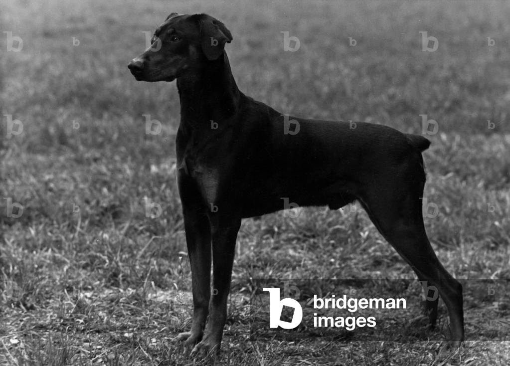 AUTOMNE/DOBERMANN/1954