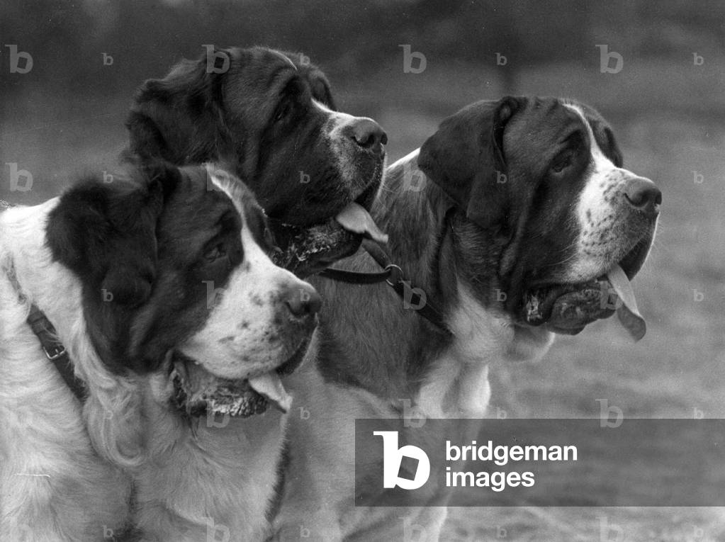 Immagine di Fotografia "AUTUNNO/ST.BERNARD/1930" 1930 di Thomas Fall